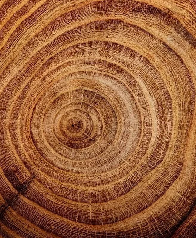 A close up of the center of an old tree