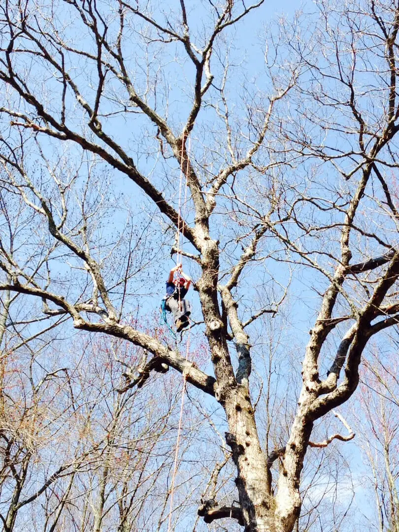 A man is in the tree with a rope.