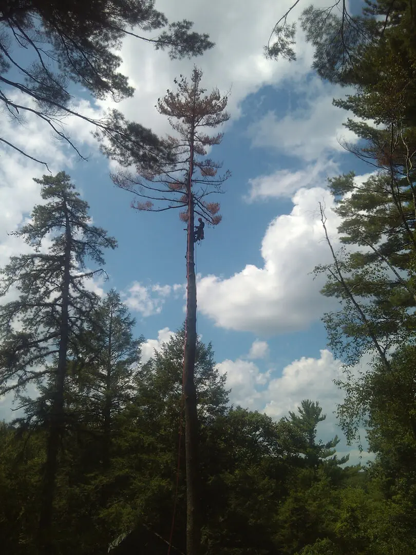 A tall tree in the middle of a forest.