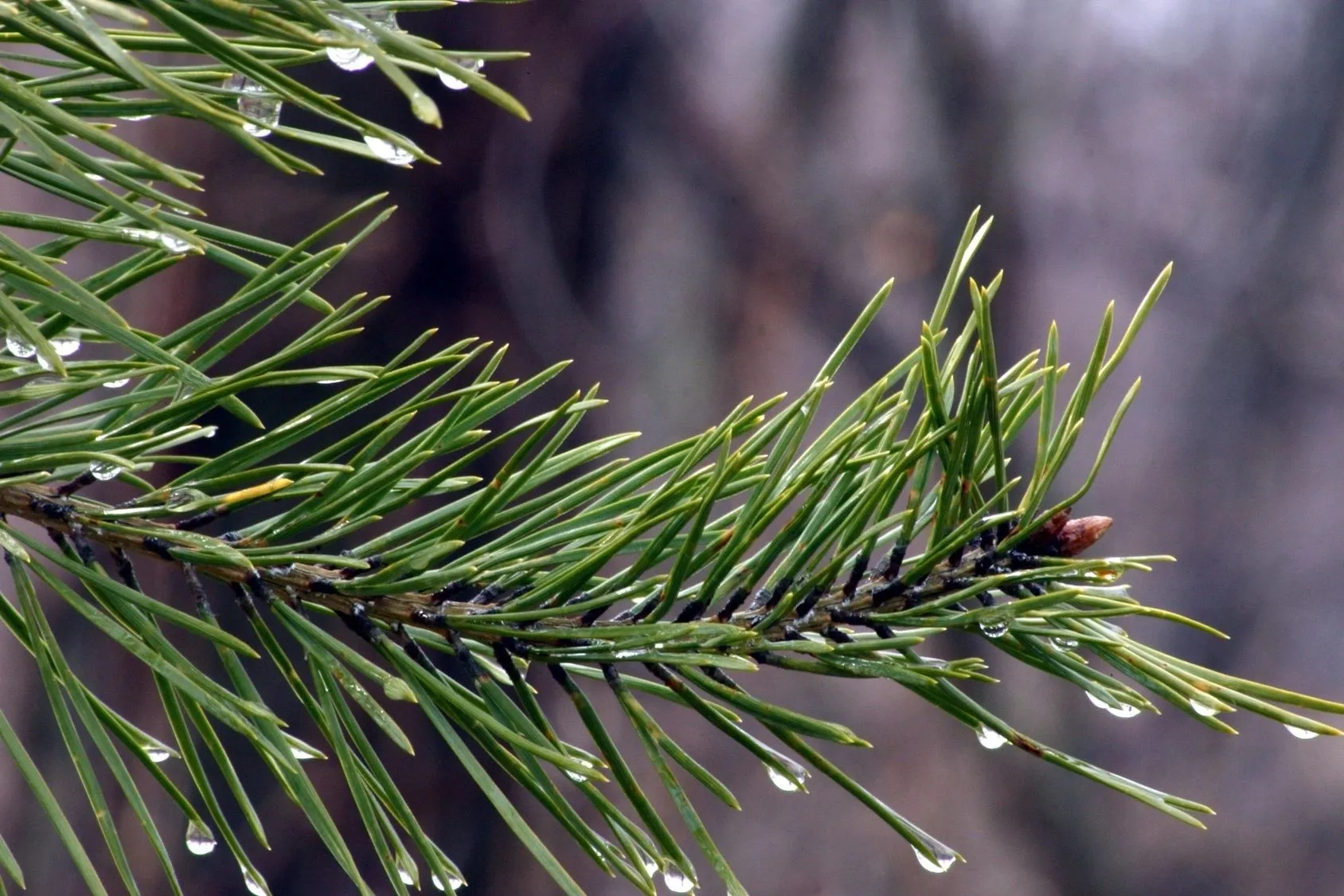 A close up of the needles on a pine tree
