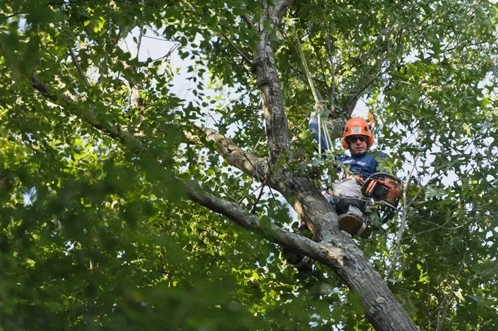 A man in an orange helmet is up high on a tree.